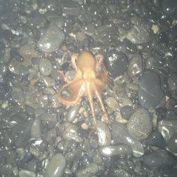 アオリイカ、コウイカ、タコが釣れましたがサイズに恵まれず